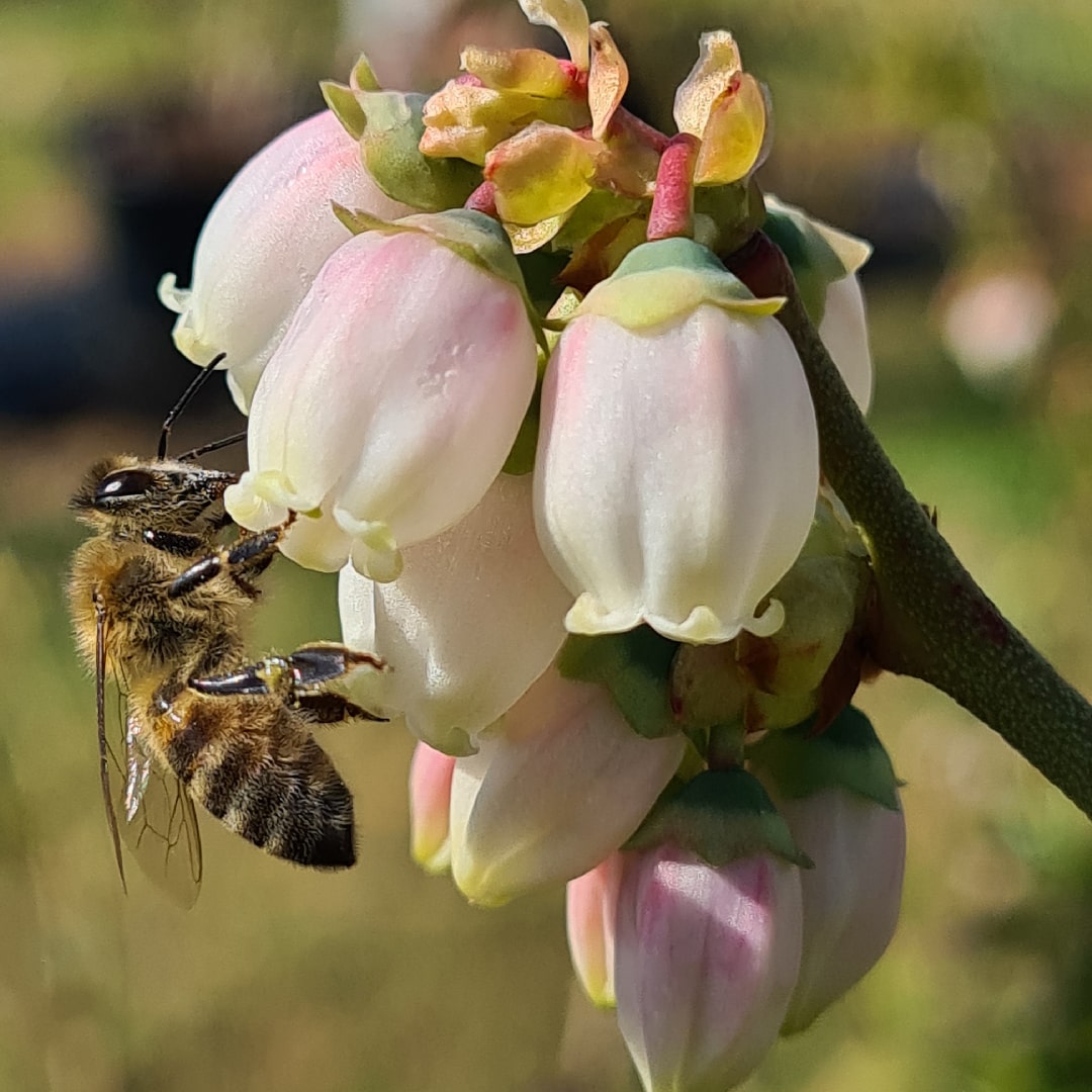 mirtilli ape-min Fiori di mirtilli