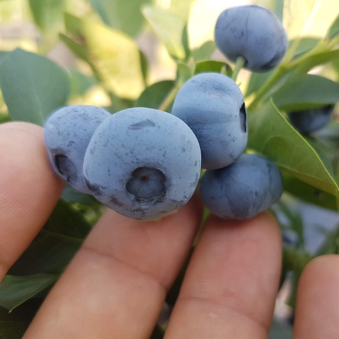 mirtilli mano-min Mirtilli a Montebelluna