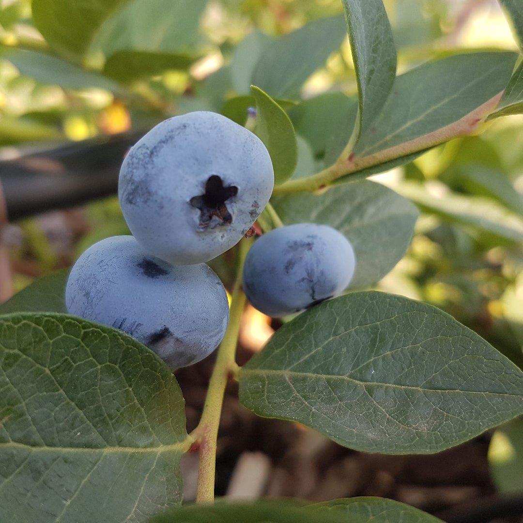 mirtilli-min Mirtillando